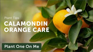 CALAMONDIN ORANGE Care — Ep 331 [upl. by Akili]