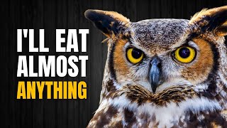 One of the Most Fascinating and Deadliest Owls in North America  The Great horned Owl [upl. by Casey]