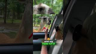 Llama gets Revenge on Grandma [upl. by Converse]