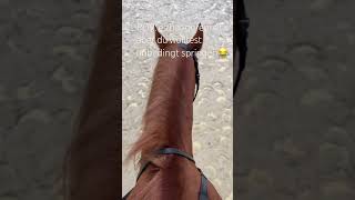 POV es hat geregnet aber du wolltest unbedingt springen😂🐴✨Horse HorseLover pferdetraining [upl. by Metsky249]