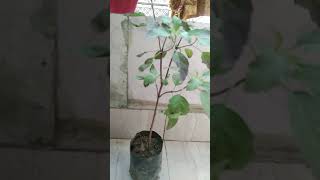 Tulsi Ghar pe kab lagana chahiye [upl. by Gib337]