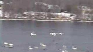 Trumpeter Swans Sights and Sounds [upl. by Aneetsyrk]