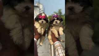 quotHealthy Happy Shih Tzu Puppies Waiting for Loving Owners 🐾😊 doglover funnyshorts pet [upl. by Levram287]