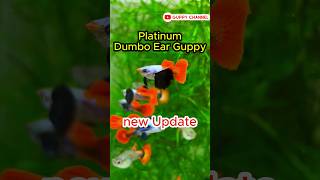 Premium Guppy Fish  Platinum Dumbo Ear Guppy Fish new update guppyfishtank aquarium guppy [upl. by Ainollopa]