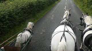 Carriage driving in company  training a pair of horses and a shetland [upl. by Anesuza]