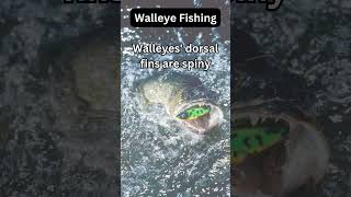 Walleye Fact 33 [upl. by Duong]