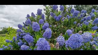 Ceanothus English garden [upl. by Amlas264]