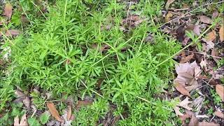 In Howards Garden Cleavers Bedstraw Galium 21 [upl. by Pembroke]