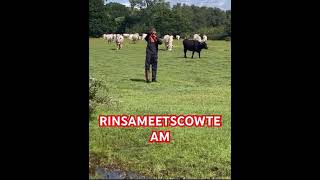 RINSAMALONE BARZ ukartist cows cowsmilk cowsofig [upl. by Ennailuj]