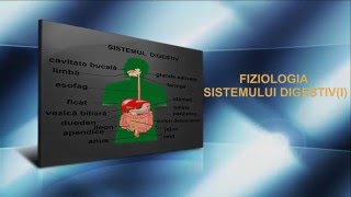 Lecția 23 Fiziologia sistemului digestiv I [upl. by Dnumde]