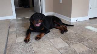 Rottweiler puppy ear problem water in ear mites yeast infection signs [upl. by Wedurn294]