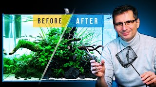 Fixing a CLADOPHORA ALGAE Infested Aquarium [upl. by Eilrac]