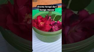 Aroma terapi aromatherapy aromaterapie bungamawar manfaatbungatelang wiwinfau [upl. by Bacon524]