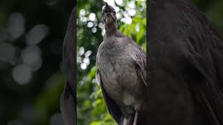 How many different calls can you identify The Lyrebird is capable of imitating almost any sound [upl. by Yoc]