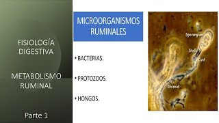 Fisiología digestiva Metabolismo ruminal  Primera parte [upl. by Ailec]