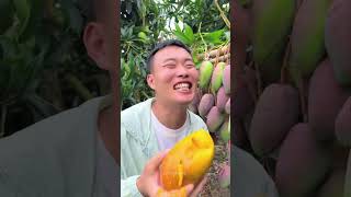 Satisfying fresh fruit farm mango apple fruit shorts [upl. by Smoht]