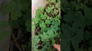 Oxalis plant oxalis science biology plants shorts plantsngardens botany [upl. by Gentilis991]