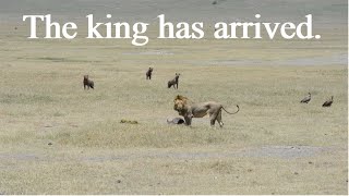 The king has arrived  Lion vs Hyena [upl. by Bernelle]