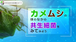 カメムシの体のなかの共生細菌をみてみよう【ERATO深津共生進化機構プロジェクト】 [upl. by Hoffer]