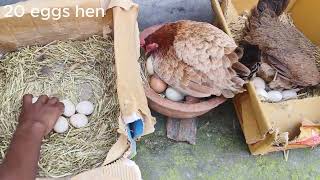 3 hen 50 eggs harvesting [upl. by Sitruk]