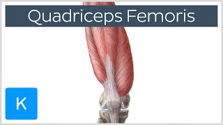 Quadriceps Femoris Muscle  Origin Insertion and Function  Human Anatomy  Kenhub [upl. by Jacynth]