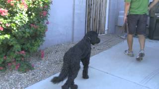 Harper the barking Labradoodle Before amp After [upl. by Nalid542]