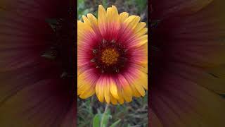 Indian Blanket Flower florida flowers [upl. by Atineg]