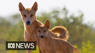 Dingoes a fair dinkum separate species  ABC News [upl. by Ahsik]