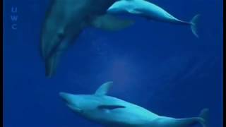 Nature TV  Rangiroa an award winning 6 minutes diving video [upl. by Toshiko]