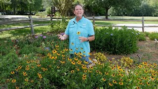 Get It Growing Blackeyed Susan is beautiful in the landscape or in a vase [upl. by Rugg754]