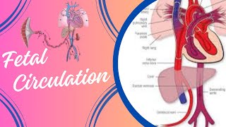 Fetal Circulation [upl. by Enairb409]