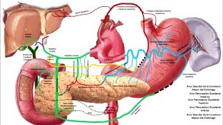 Anatomía  ¡Tronco Celiaco Flash 15min [upl. by Lief]