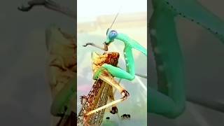 Mantis religiosa Comiendo [upl. by Benis]