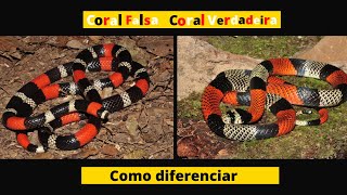 Como diferenciar Cobra coral falsa de Cobra coral verdadeira [upl. by Nerita]