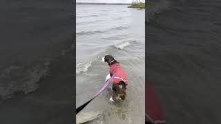 Cute Dog Explores A Secret Beach Ember The English Springer Spaniel shorts [upl. by Orgel]