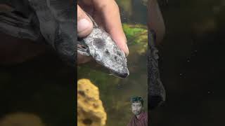 Manvi vlogs aquarium fish fishing fishtank goldfish plecofish pets catfish funny funteddy [upl. by Milde112]