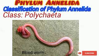 Phylum Annelida Updated [upl. by Jonie938]