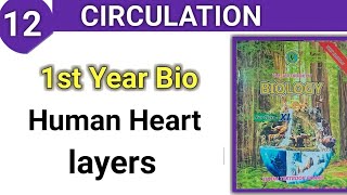 Human Heart  Layers of heart  Circulation class 11 bio [upl. by Kulseth95]