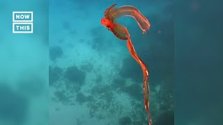 Rare Octopus Caught on Camera Shorts [upl. by Liss]