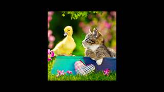 cute cat best frends shorts video subscribe [upl. by Kano869]