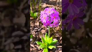 Primula Denticulata Violet Flowers flowers primula violetflowers [upl. by Helmut293]