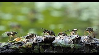 Phoridae spec  Scuttle Flies [upl. by Mairem]