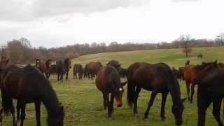 Manlio Fani  il Branco di Cavalli Romani verso Cavalli a Roma video 2 [upl. by Anaeed]