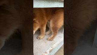 Chow chow dogs dog chowchow shorts youtubeshorts [upl. by Yerhcaz311]