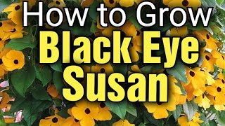 How to Grow BlackEyed Susans and Thunbergia Alata  Gardening for Beginners [upl. by Akieluz740]