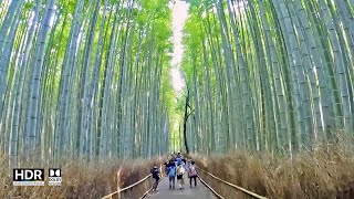 JAPAN TRAVEL  Arashiyama Bamboo Forest  Kimono Forest at Kyoto Japan [upl. by Lucine]