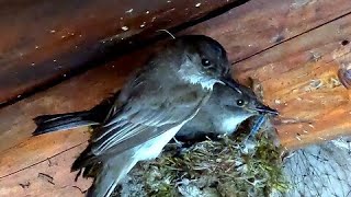 Devoted phoebes care for their newborn babies in the nest [upl. by Fransis]