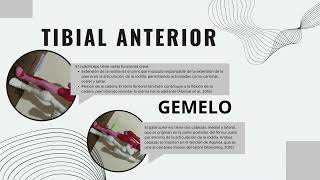 SISTEMA OSTEOARTICULAR Y MUSCULAR [upl. by Maxa273]