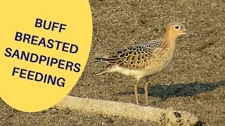 Buff Breasted Sandpipers Feeding in South Dakota 2020 [upl. by Alayne240]