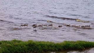 Nakuru lake [upl. by Chladek]